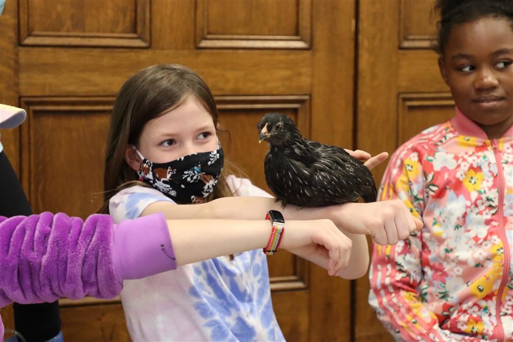 3rd grade student petting a chicken resting on her arm